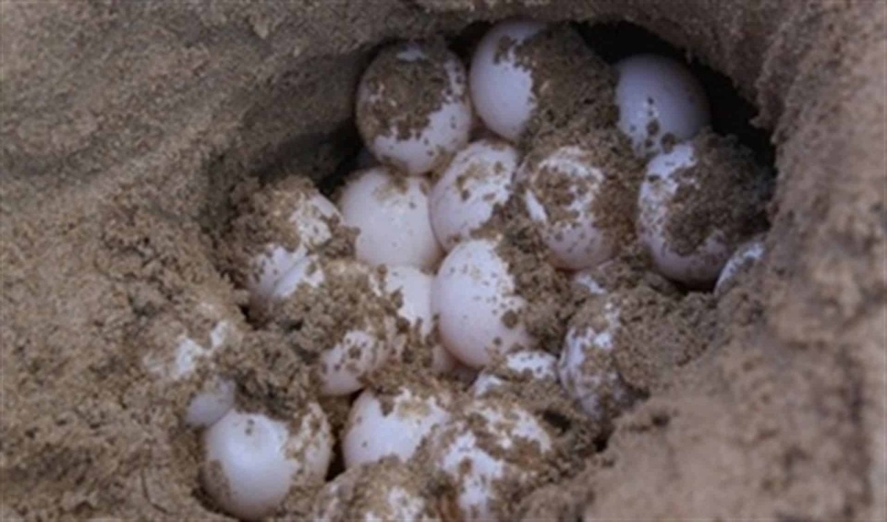 977 nidos de tortuga carey y 6,688 huevos registrados hasta mayo de 2024.