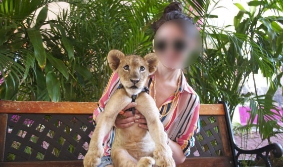Activistas pidieron justicia para animales salvajes explotados como atractivo turístico en Quintana Roo