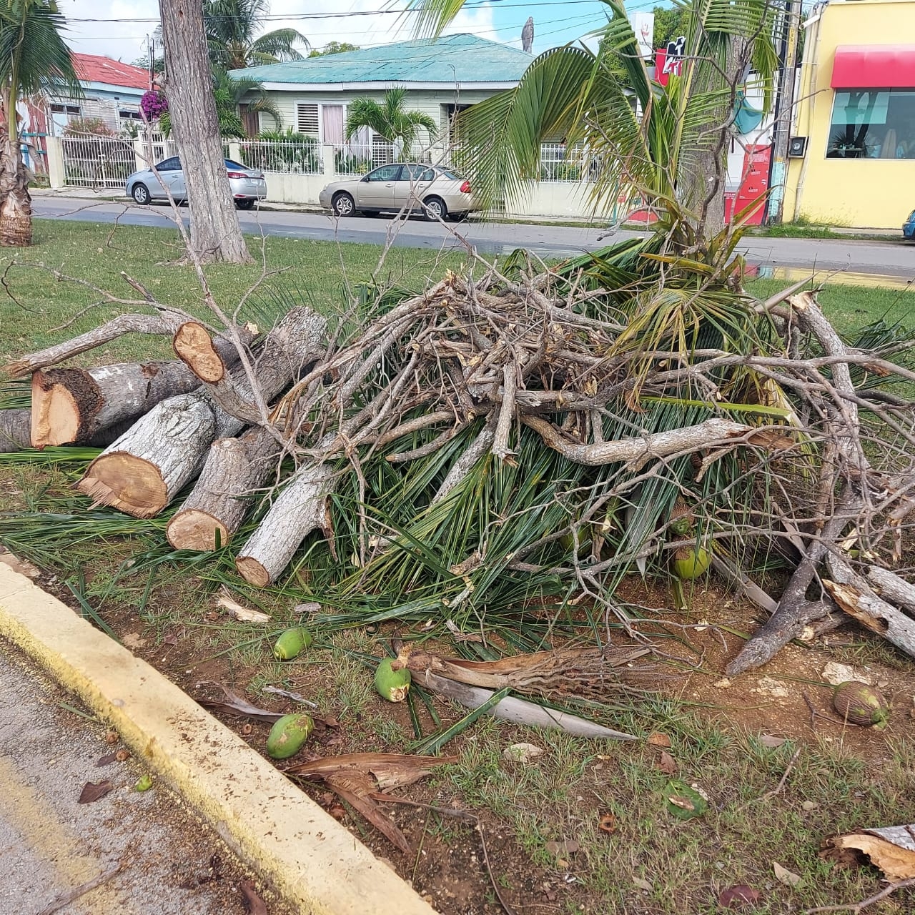 Derriban árboles plantados sobre el Boulevard Bahía de Chetumal, denuncian: VIDEO