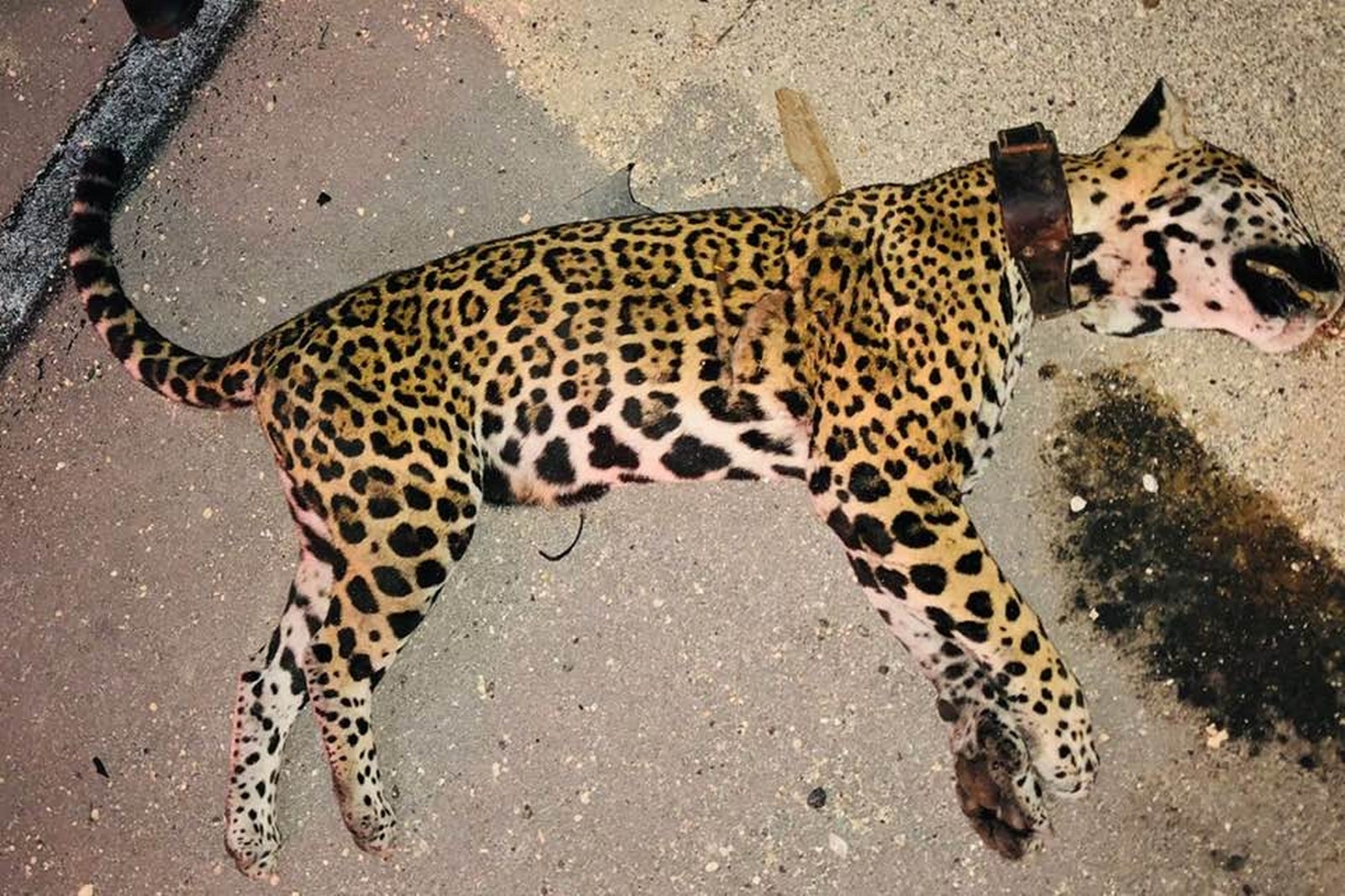 Atropellan a jaguar que era monitoreado en Solidaridad sobre la carretera federal 307