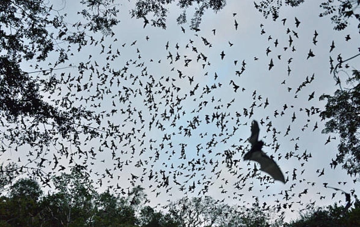 El Volcán de los Murciélagos en Campeche: ¿Cuánto cobran y cómo llegar?