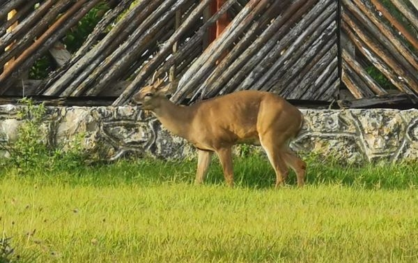 Aparece un venado en una glorieta de la ciudad de Cancún