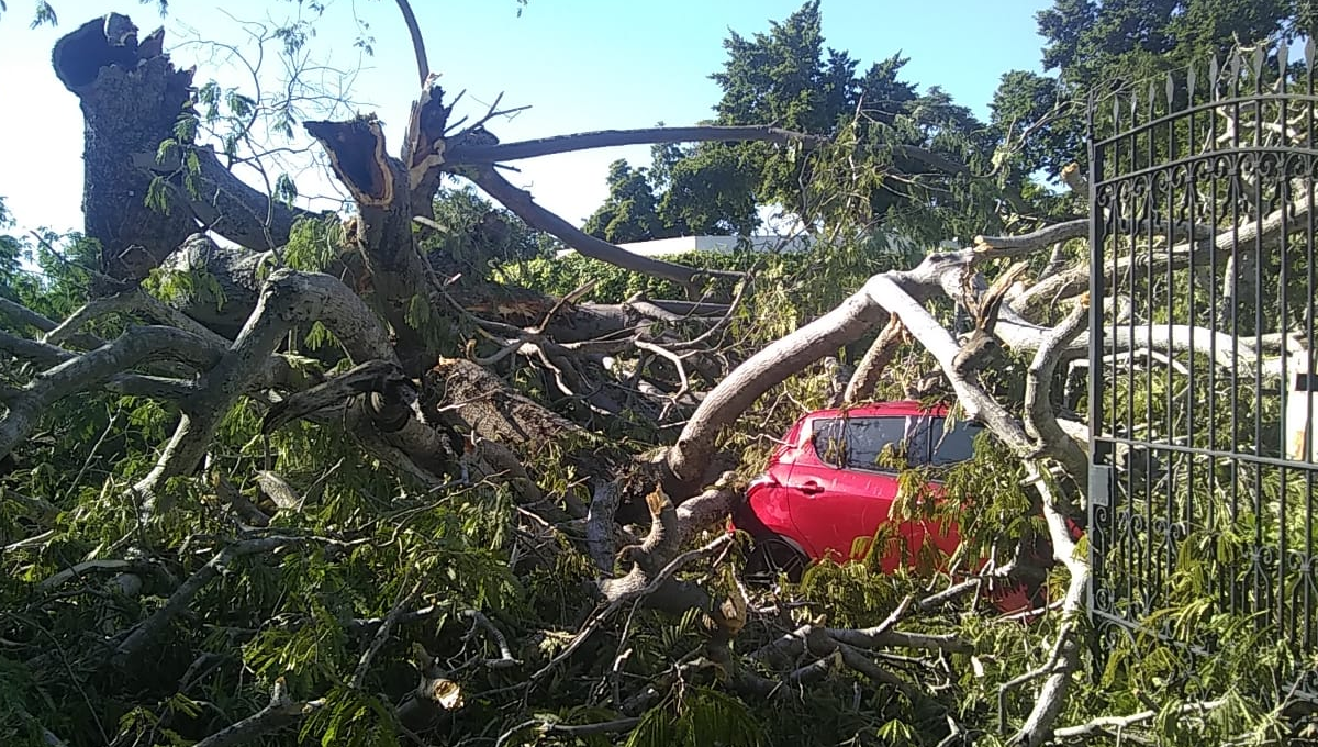 15 vehículos fueron afectados tras caerles un árbol en una funeraria del centro de Mérida: EN VIVO