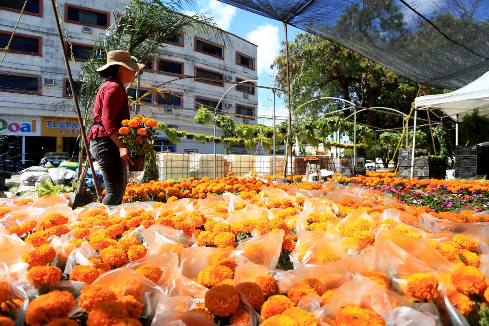 Día de Muertos: Cancunenses le hacen el feo a la flor de cempasúchil