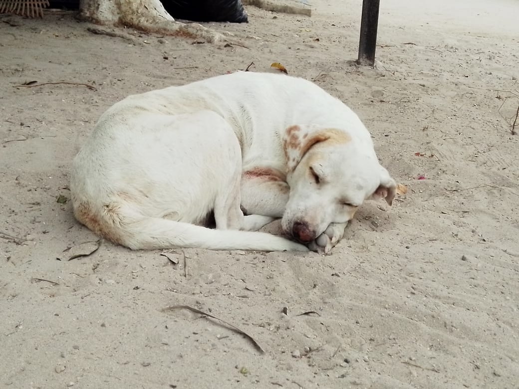 Sordo se hizo viral en Yucatán, recibiendo apoyo de más personas brindándole alimento