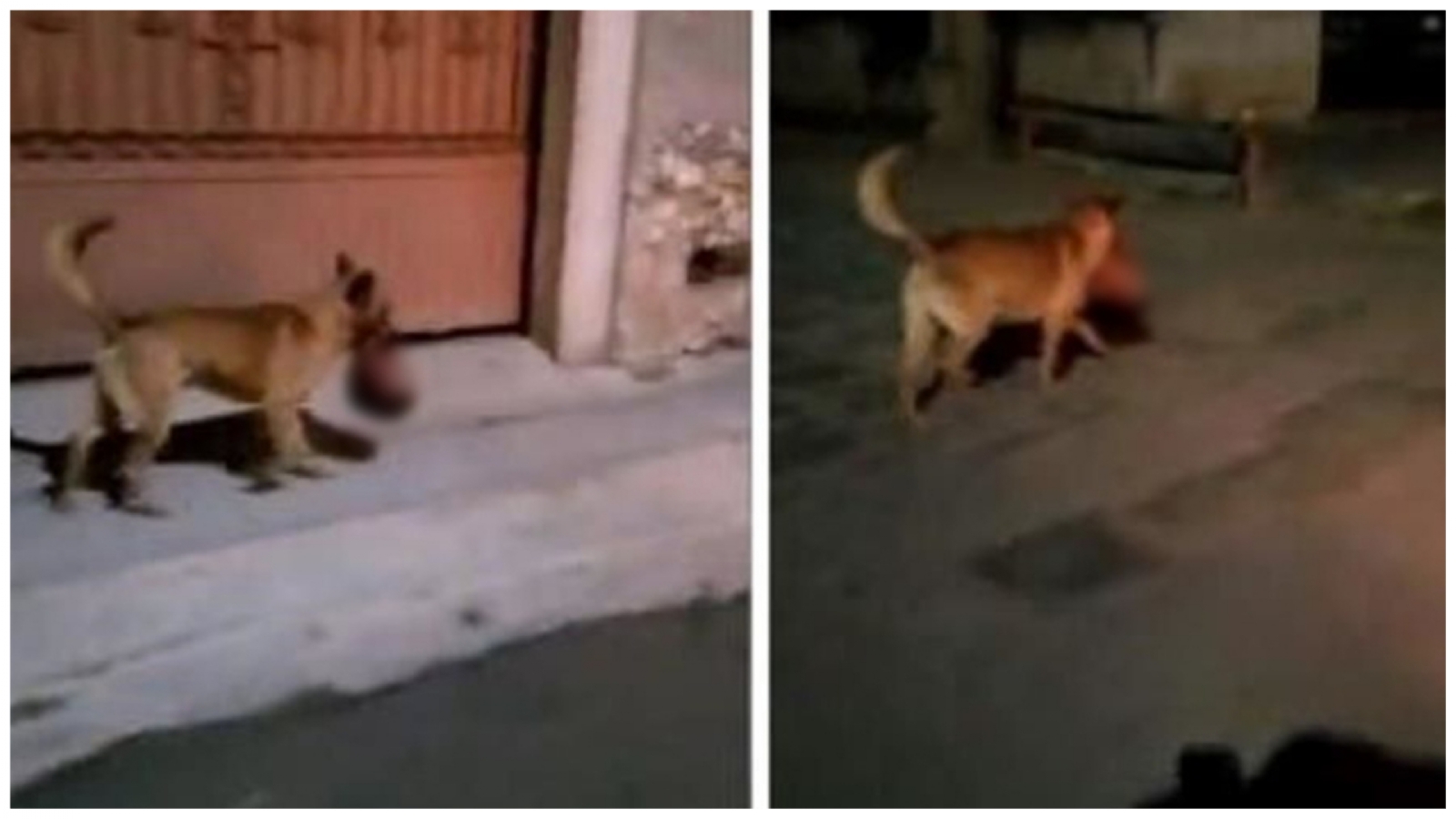 Difunden video de un perro paseando con una cabeza humana en su hocico en Zacatecas