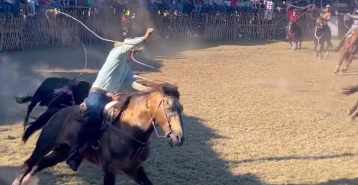 Un toro embistió al caballo, que sufrió heridas en las patas traseras