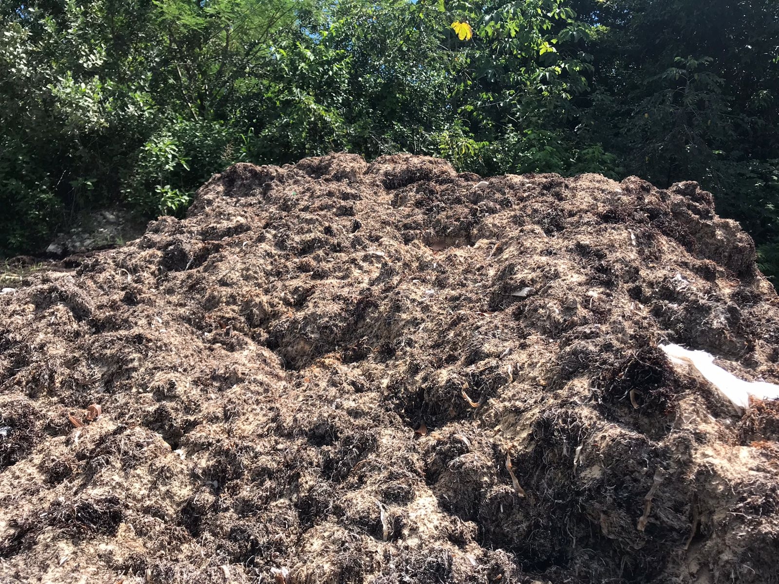 Basurero de sargazo en Puerto Morelos genera malos olores en la zona: VIDEO