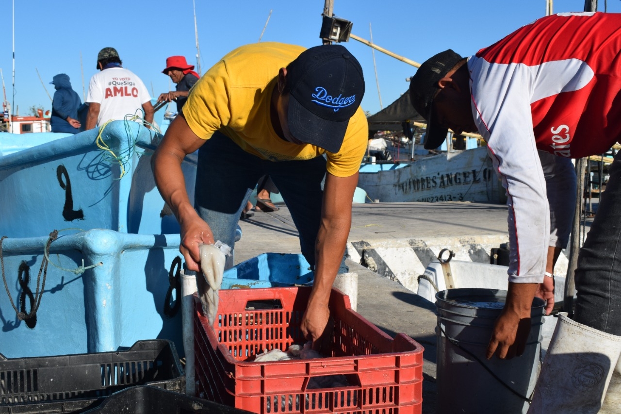 Revive la pesca en Yucatán; reportan mejoría del 50% a seis días de iniciar octubre