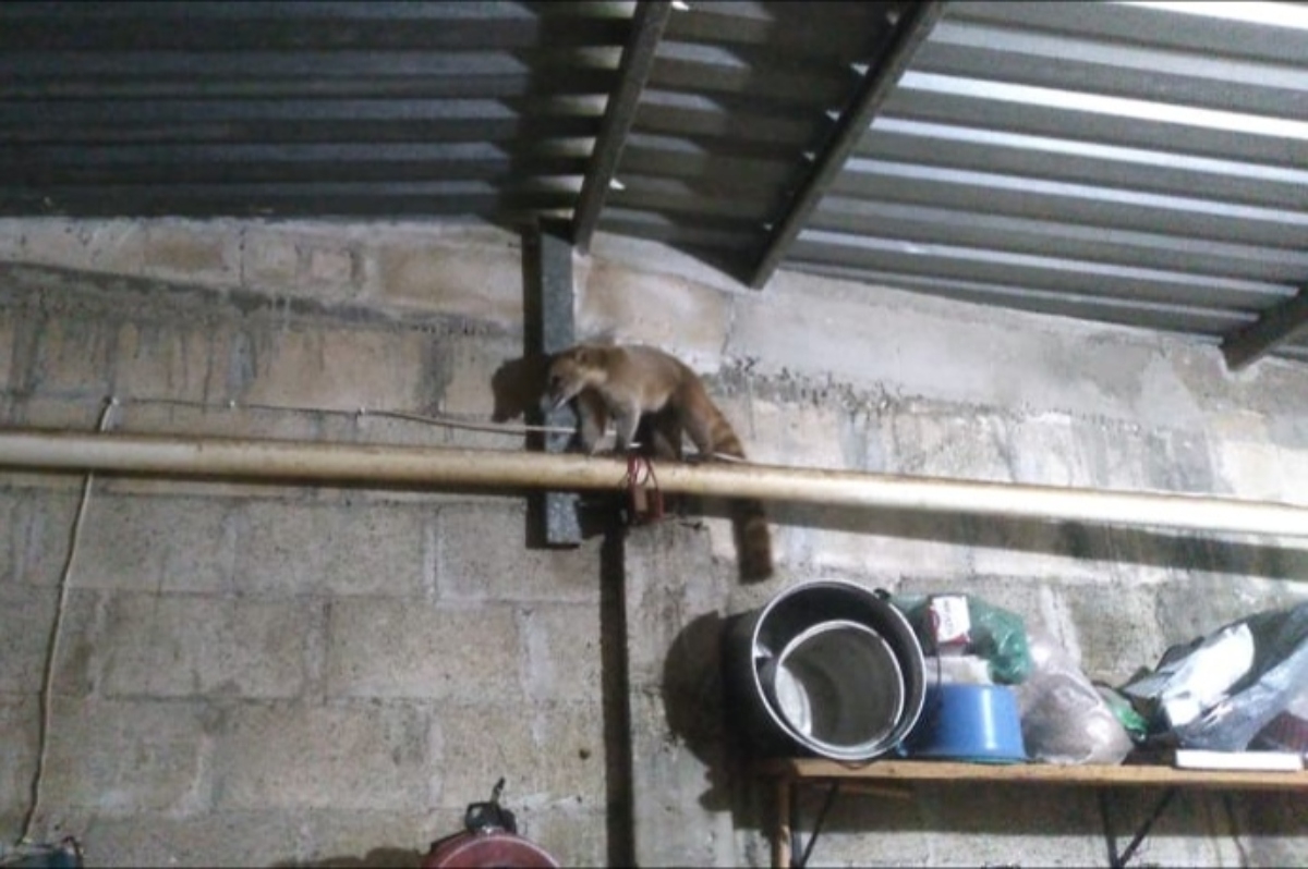 El animal había ingresado por la noche a la casa