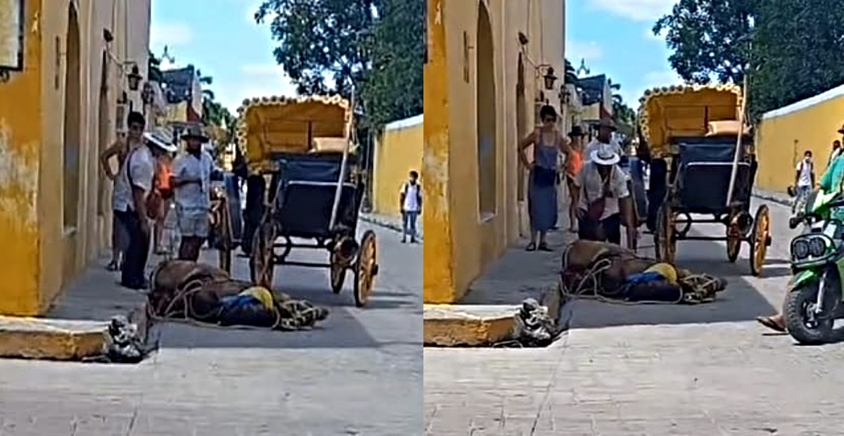 Se desploma un caballo cuando paseaba a turistas en el Centro de Izamal