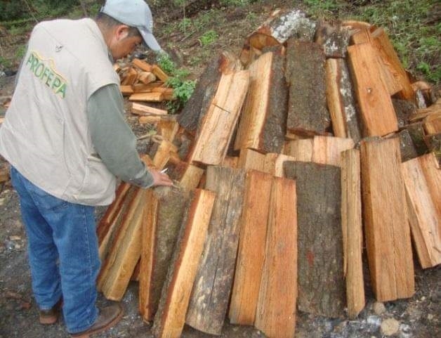 Mafia maderera devora la Reserva Forestal de Bolonchén en Campeche