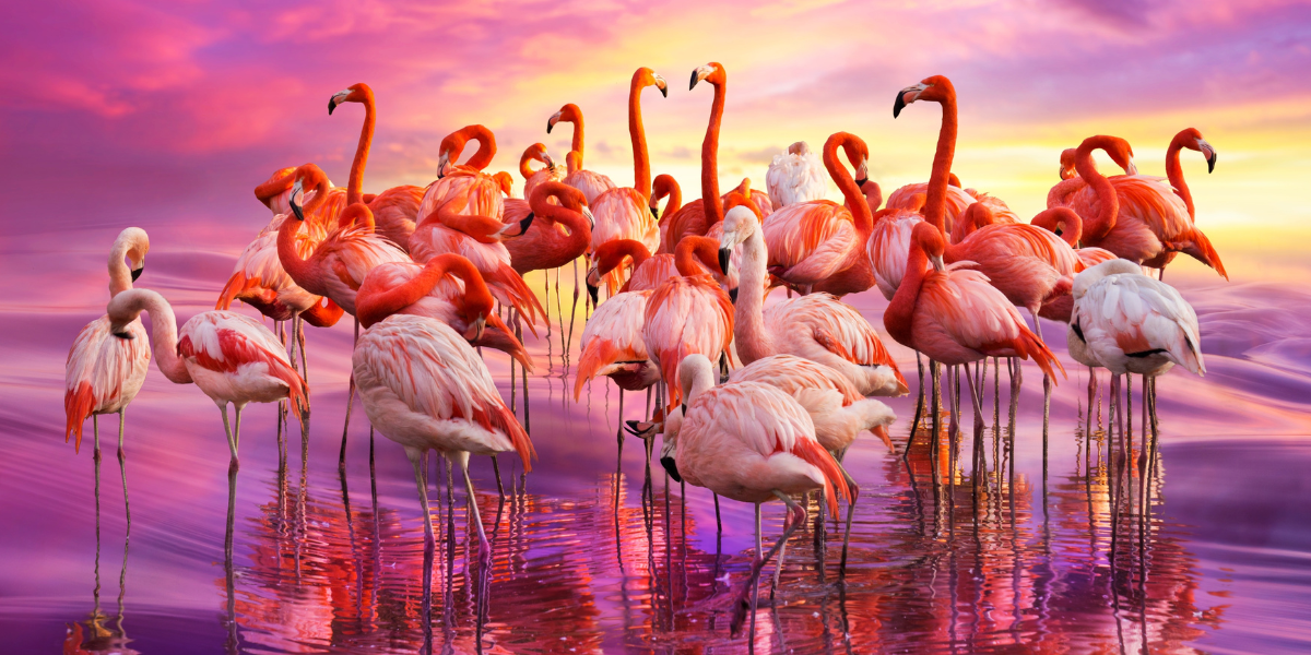 Flamencos o flamingos: ¿Cuál es la forma correcta de llamar a estas bellas aves rosadas de Yucatán?