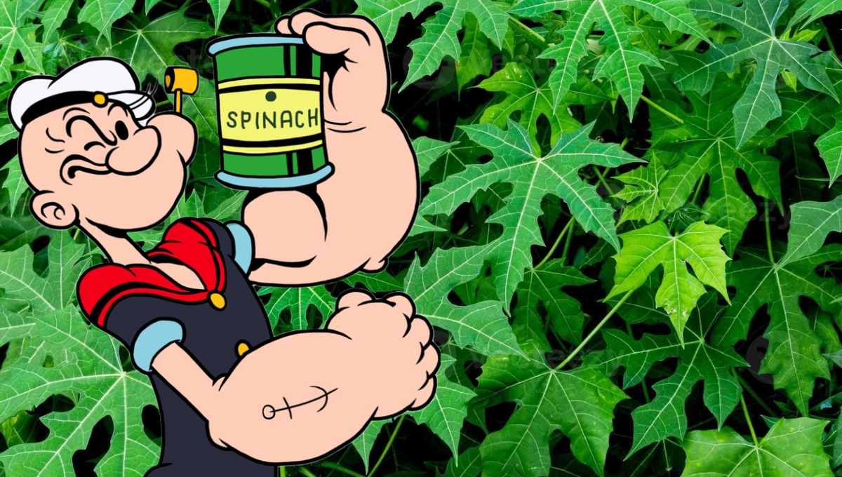 Chaya: la planta maya más poderosa que las espinacas de Popeye