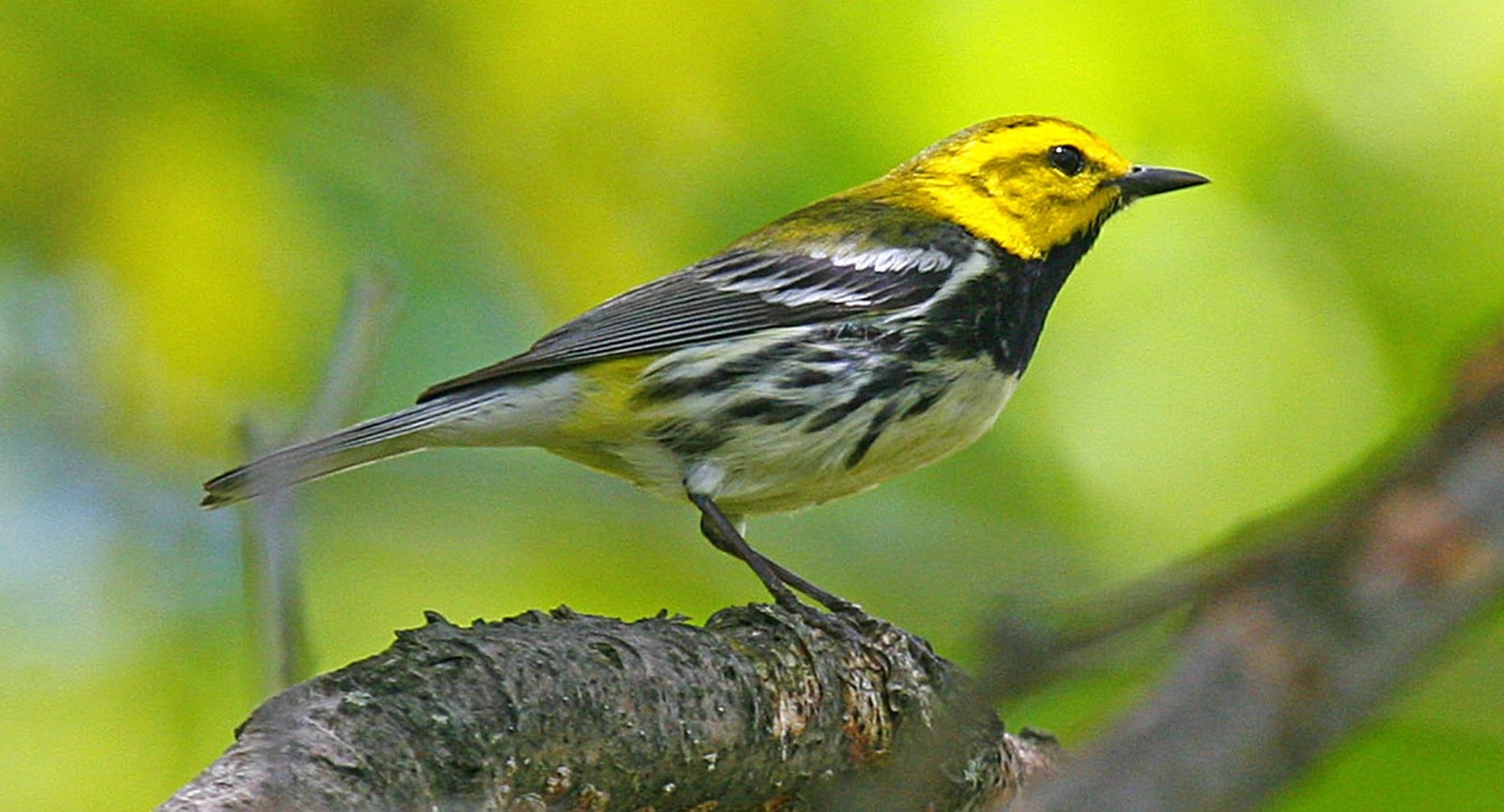 Registran la llegada de seis tipos de aves migratorias a Isla Mujeres