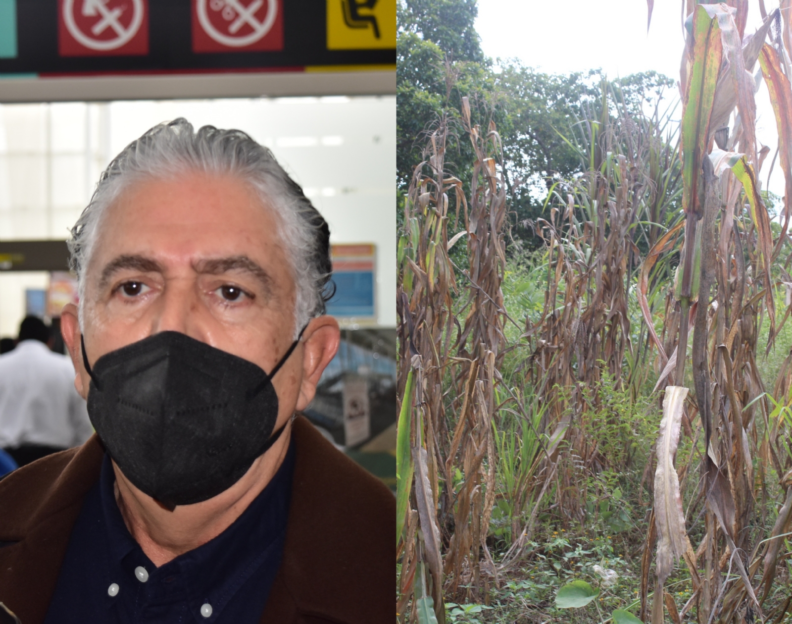 Gobierno de Campeche deja solos a productores; no destina ni un peso para atender pérdidas