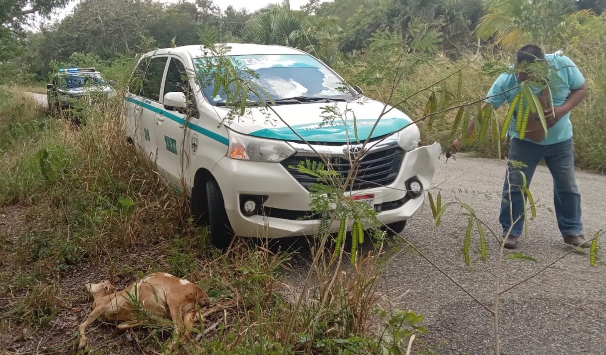 Carnero provoca accidente de tránsito en tramo carretero en Tizimín