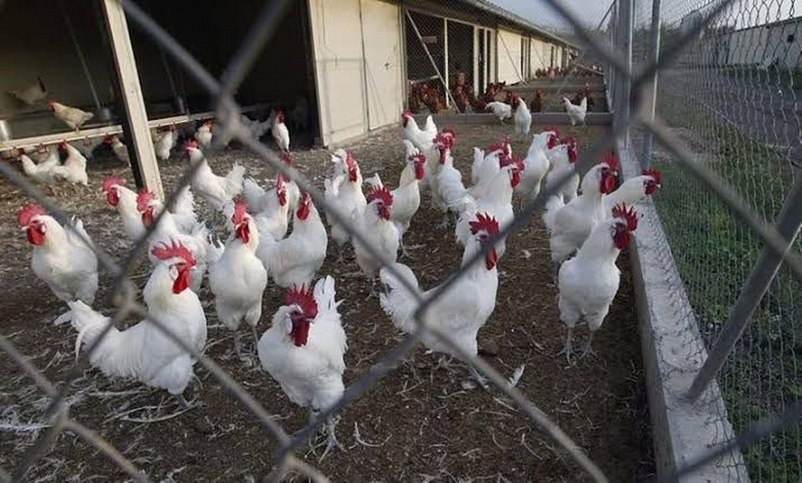 Gripe aviar en Yucatán perjudica a comerciantes de Chetumal