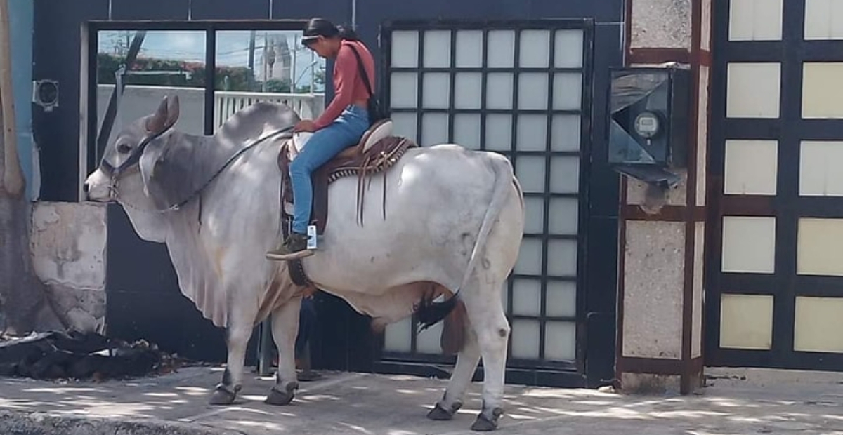 Se desconocen las razones por las que paseaba sobre el toro