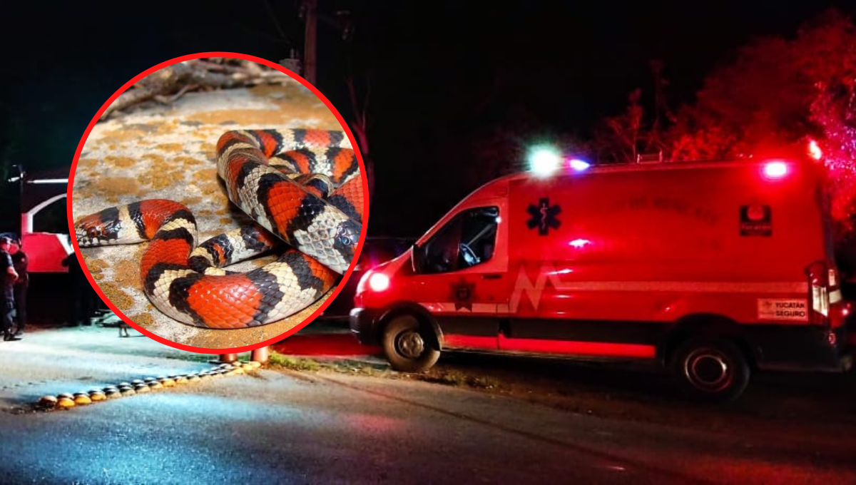 Serpiente coralillo ataca a una mujer y la manda al hospital en Tizimín