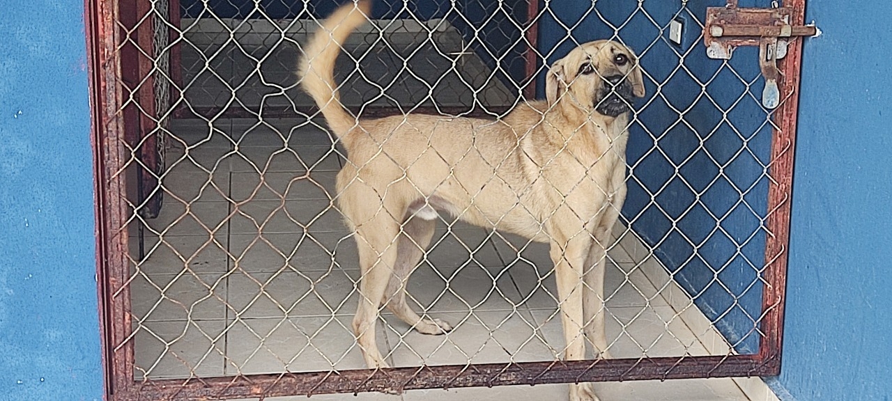 Centro de Bienestar Animal de Playa del Carmen no cuenta con medicinas para atender perros enfermos