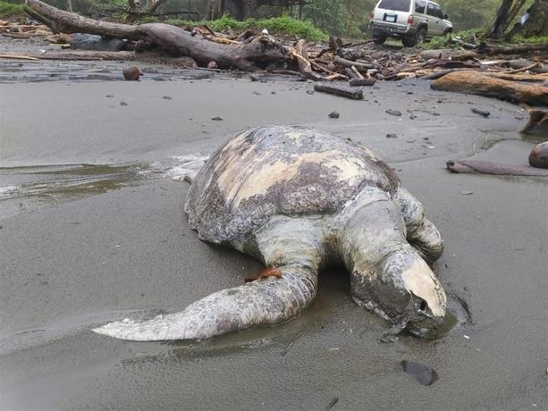 Encuentran más de 150 tortugas muertas en playas de Panamá