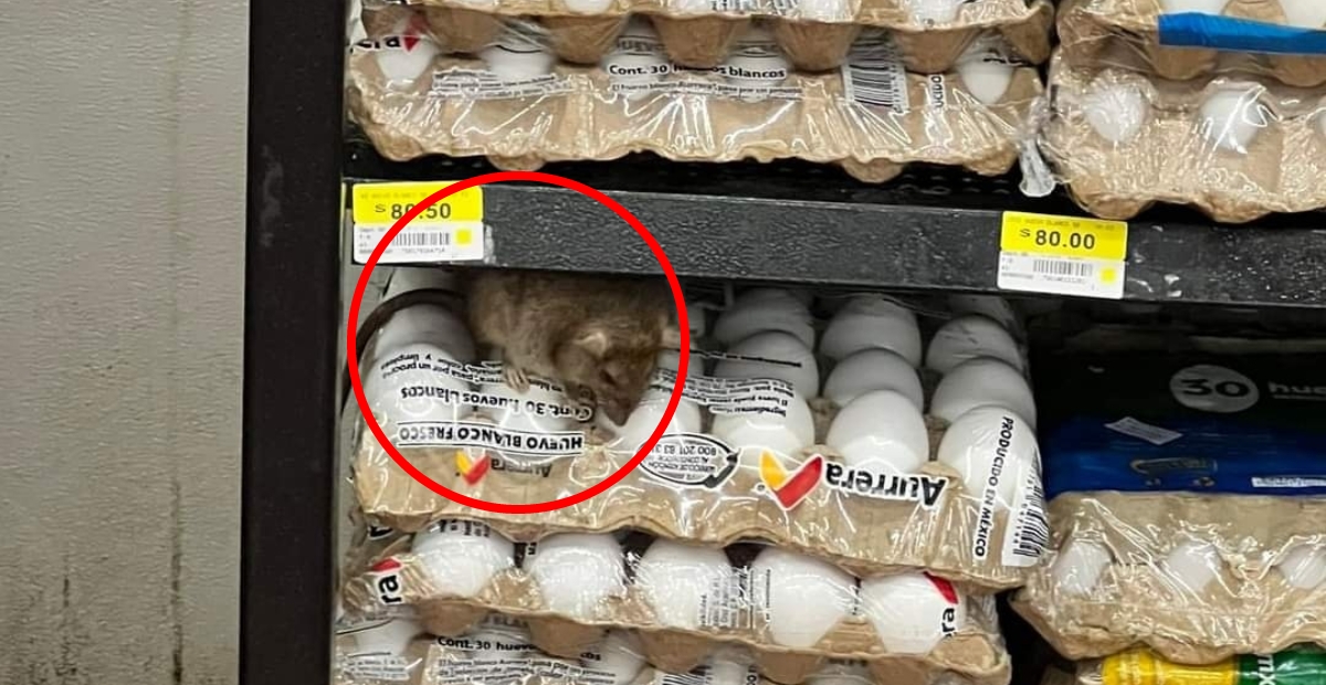 La rata se encontraba sobre los alimentos del supermercado