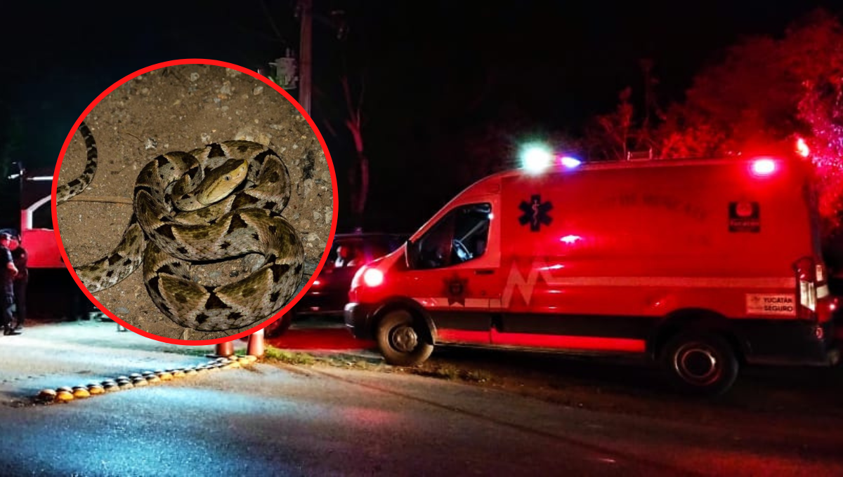 Serpiente ataca a un campesino mientras desmontaba su milpa en Chetumal