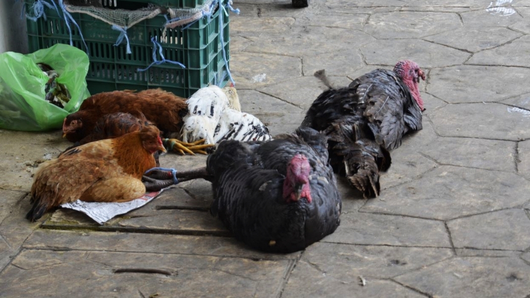 Las cadenas de autoservicio colocaron en 116 pesos el kilo del producto, lo que afectaría los ingresos de los agricultores locales