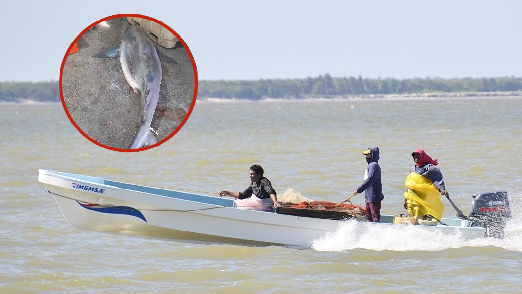 Tiburones rodean a la isla de Ciudad del Carmen, Campeche