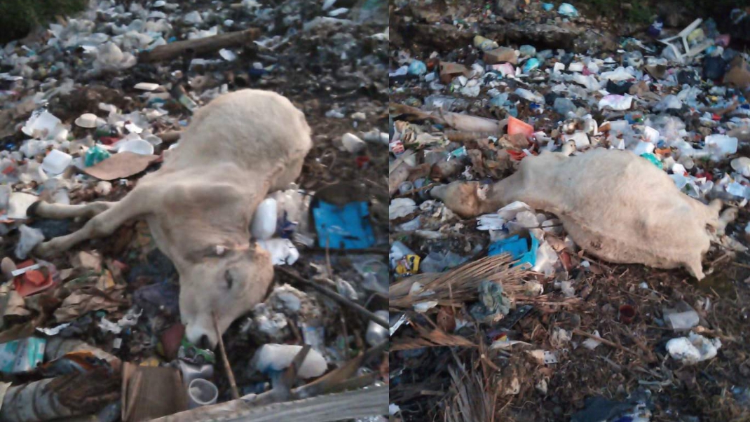 Vecinos denuncian cementerio de animales clandestino en Buctzotz