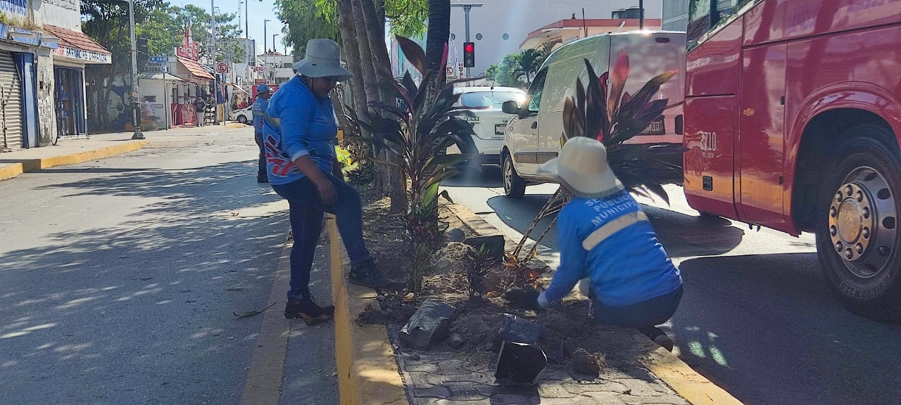 Buscan nombrar "Árboles Monumentales" para evitar la tala en Playa del Carmen