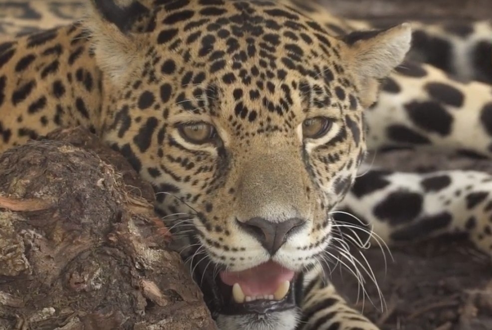 Disminuye el número de jaguares por la deforestación en zonas de Campeche: Investigador