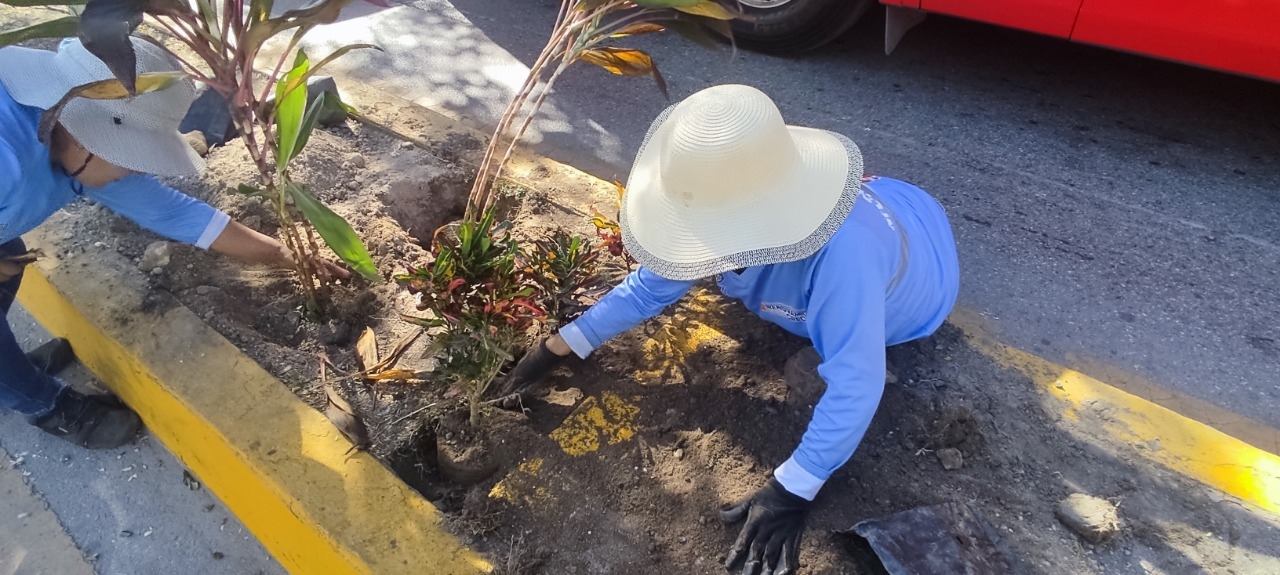 Capacitan a trabajadores de Servicios Públicos para sembrar árboles en Playa del Carmen