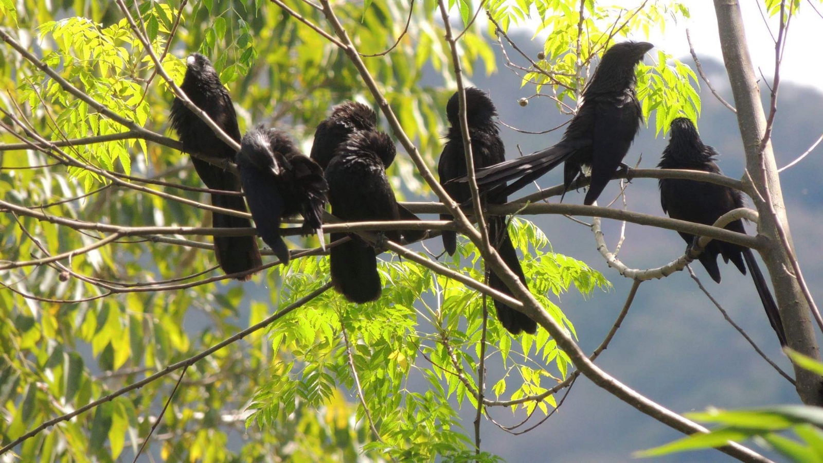 El "pich" o "x'cau" es conocido como zanate en otros estados de la república mexicana