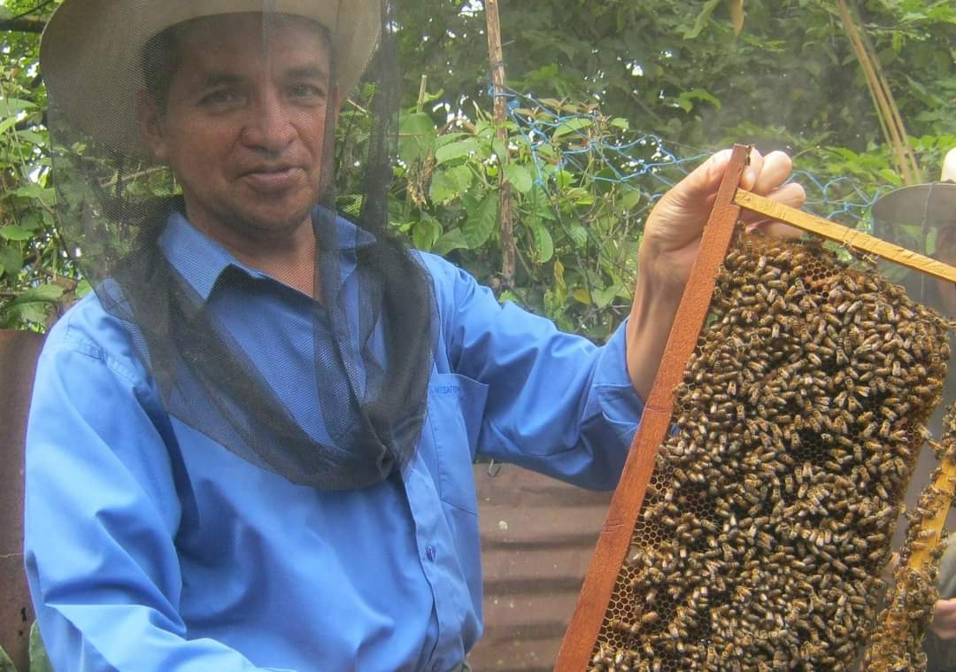 Las condiciones del tiempo deja a las abejas sin alimento