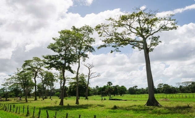 Palo de tinte, el árbol de origen campechano que llegó a Europa en el siglo XIX