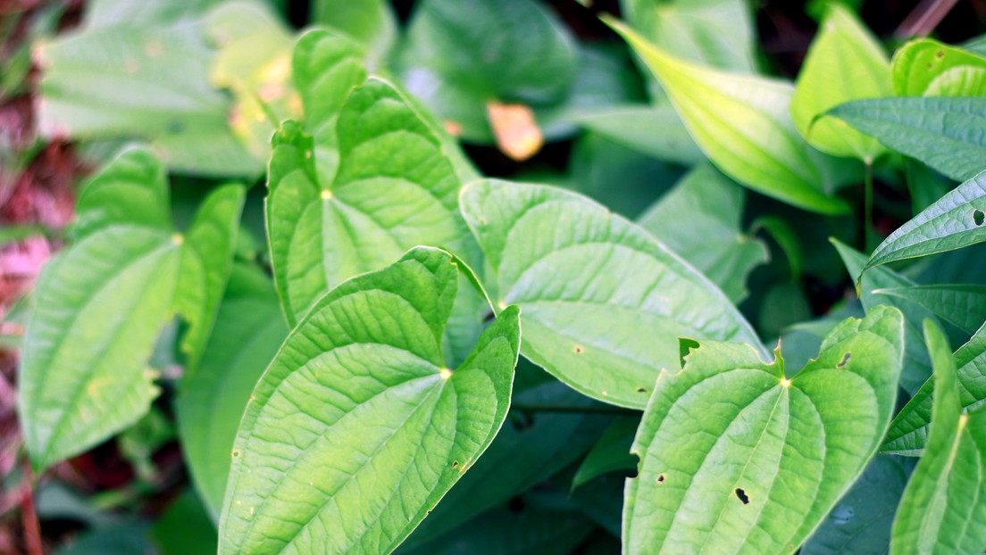 Investigador de la Universidad de Campeche advierte por casos de piratería en plantas