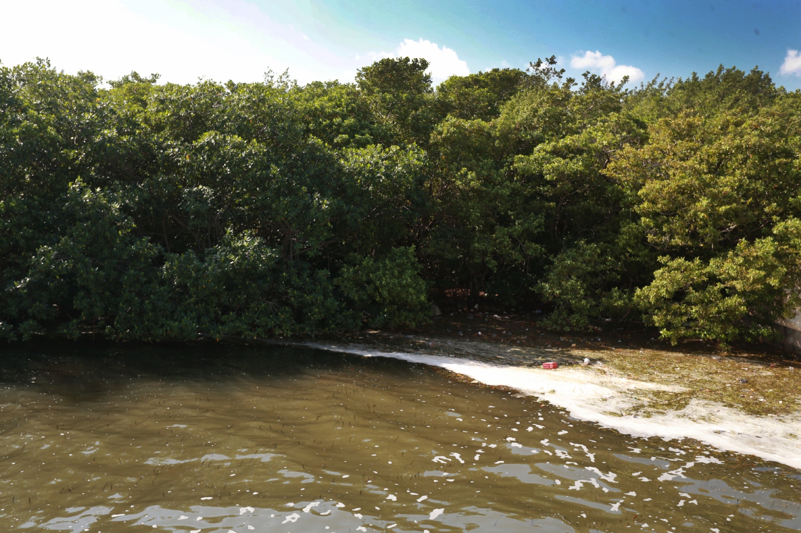 Organización ambiental de Quintana Roo busca rescatar barrera natural contra huracanes