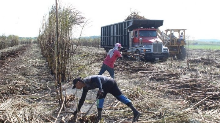 Cañeros dejan el campo para ir a trabajar al Tren Maya