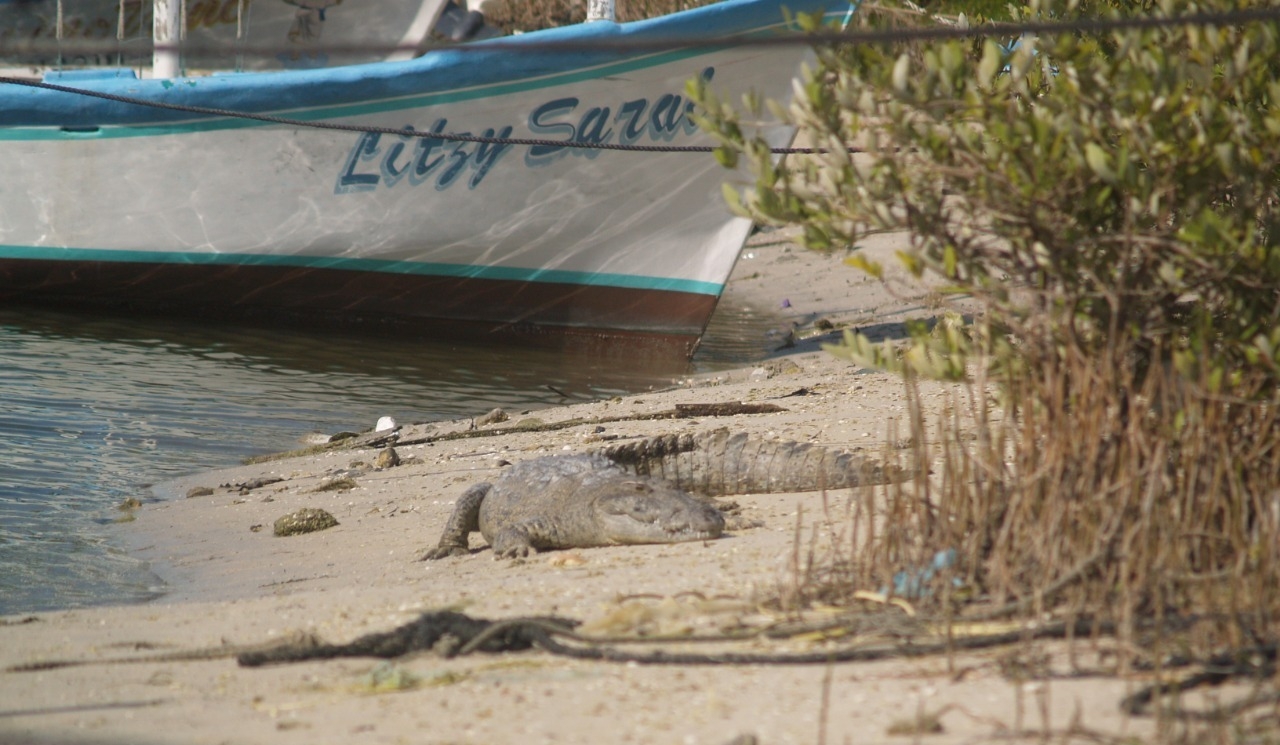 Cocodrilos devoran perros callejeros en el puerto de Chabihau