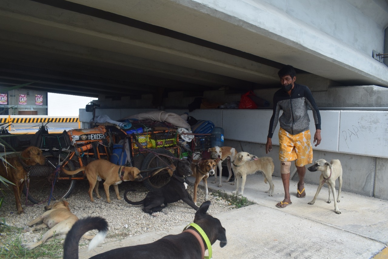 Varios de los canes que ha rescatado necesitan atención veterinaria