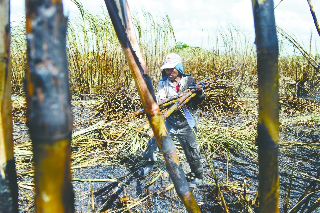 Campeche produjo más de un millón de toneladas de azúcar durante 2021