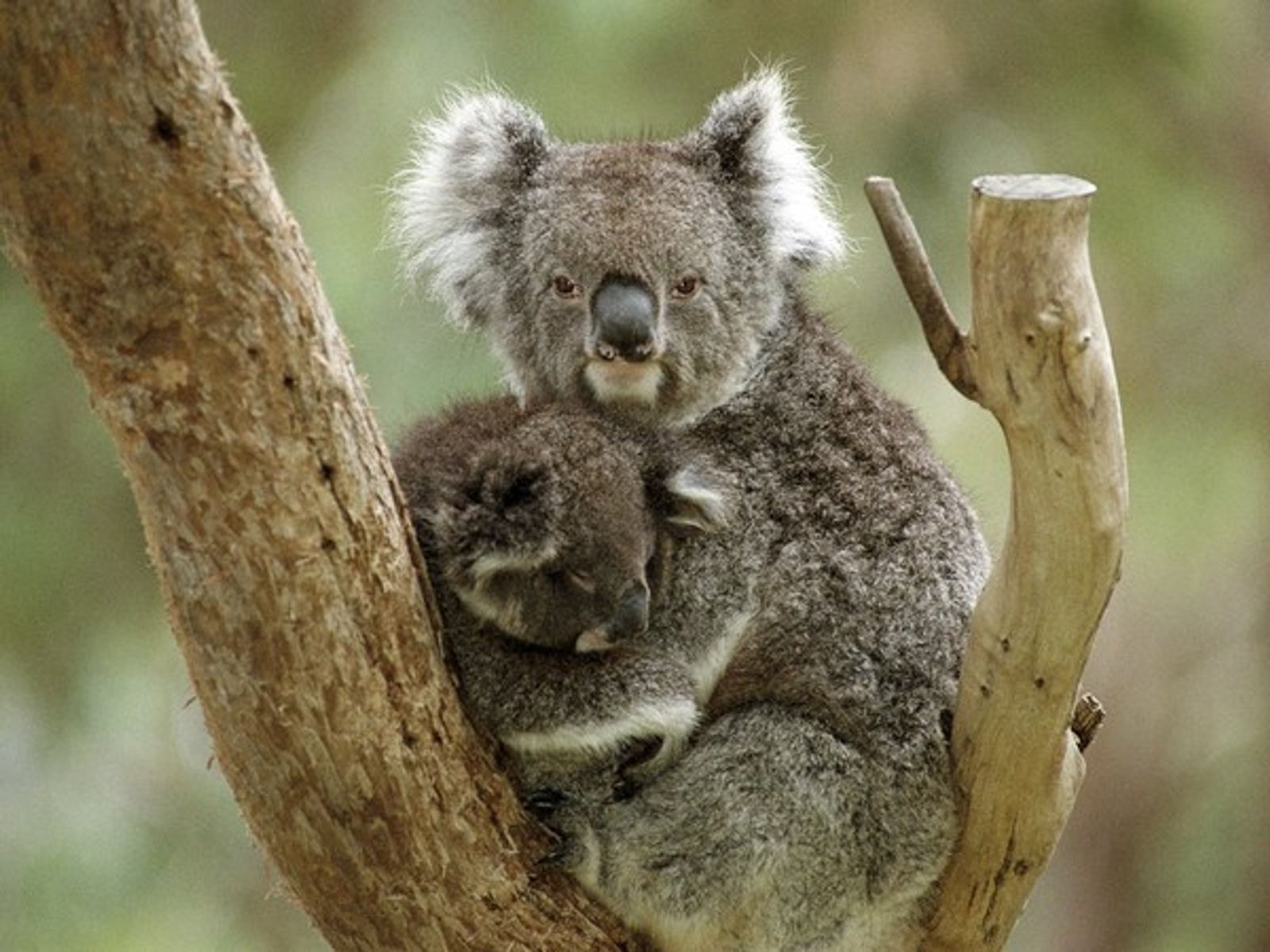 Australia clasificó el viernes oficialmente a los koalas como una especie "en peligro"