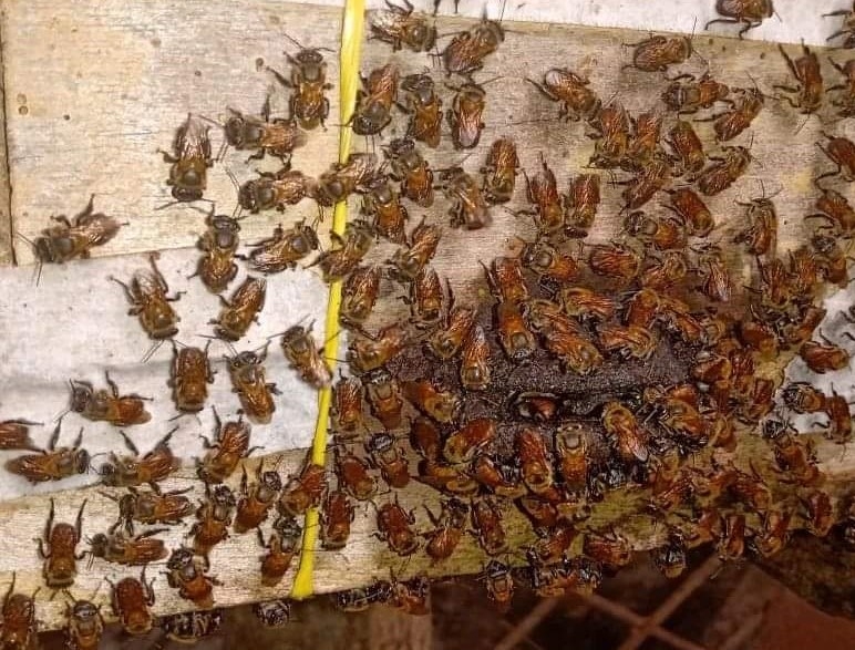 La mayoría de los apicultores de Tizimín no han demostrado interés en la crianza de las abejas meliponas