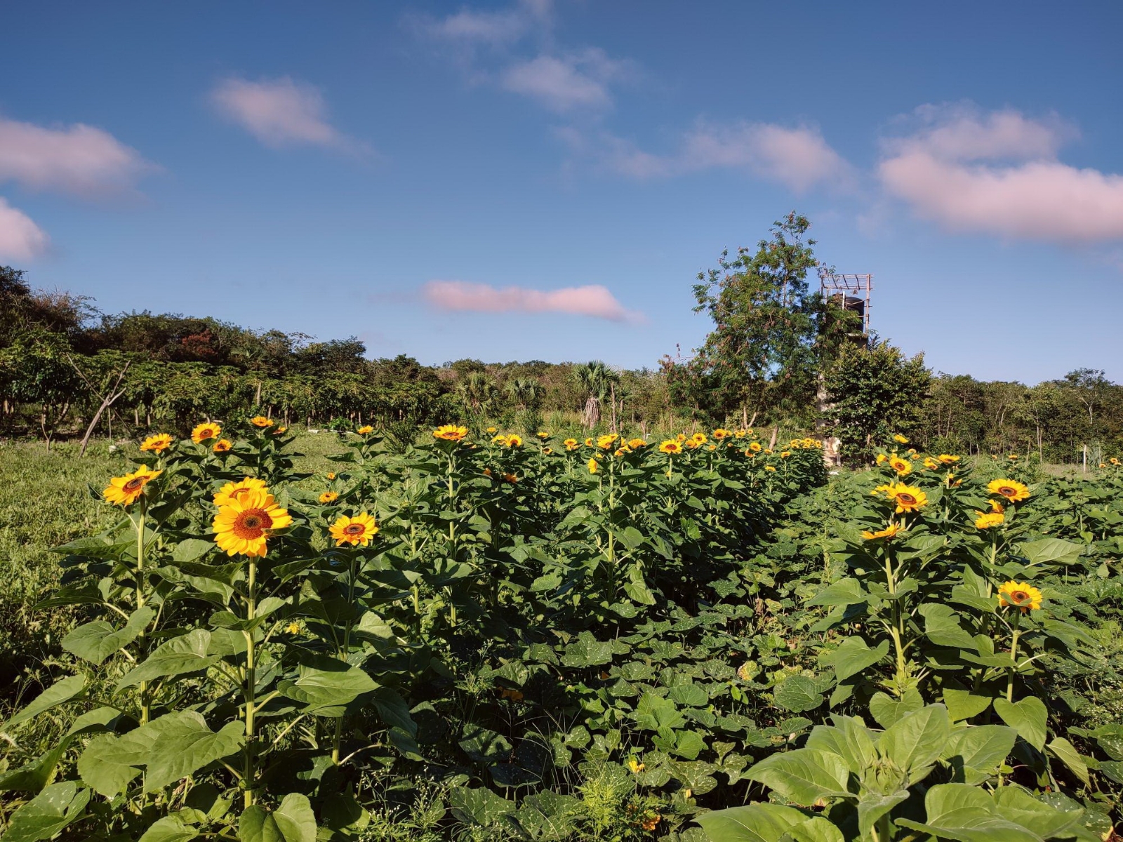 Campo de girasoles, el nuevo atractivo de Tzucacab, Yucatán