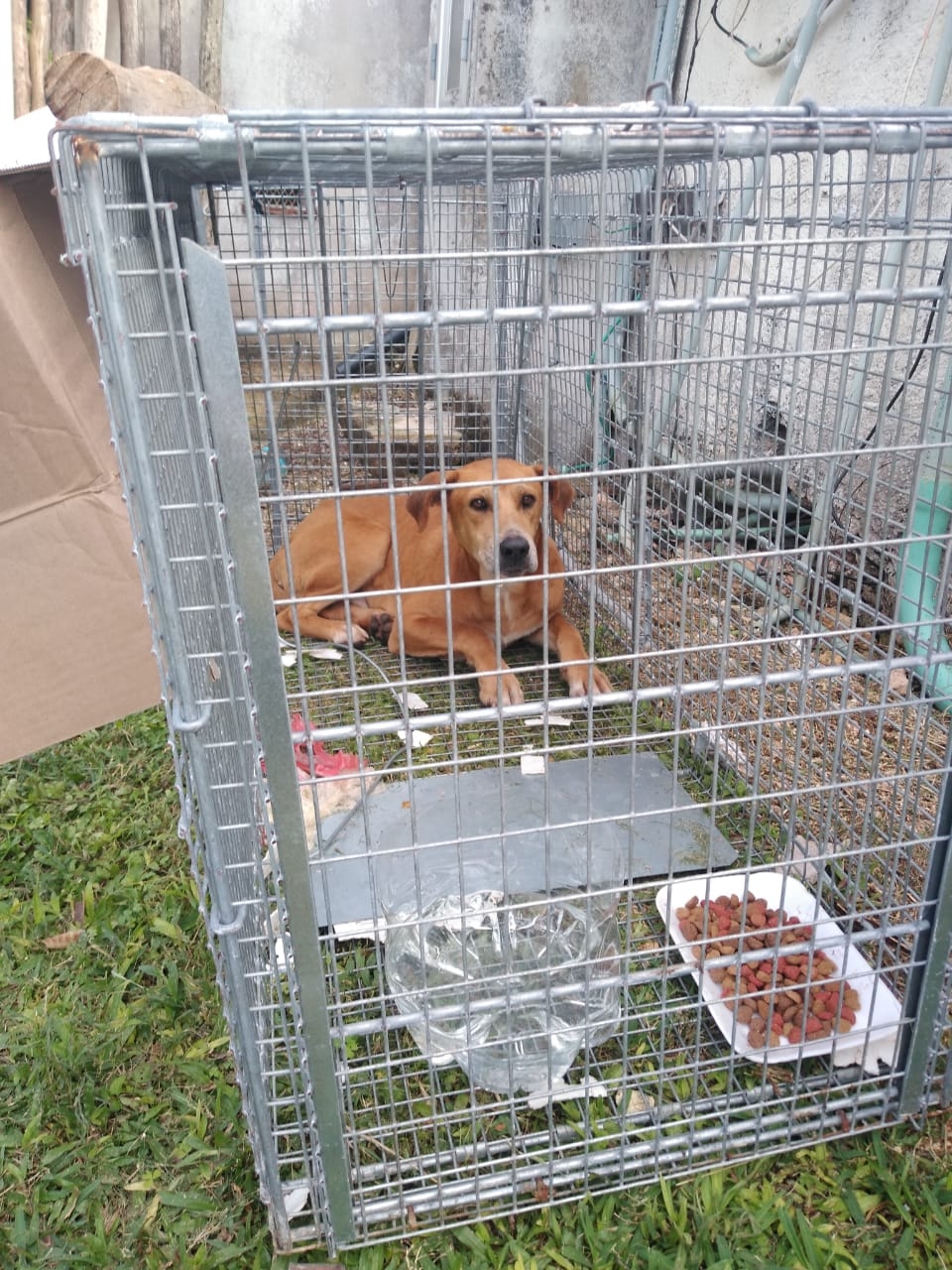 'Limpian' a Chichen Itzá de perros callejeros: VIDEO