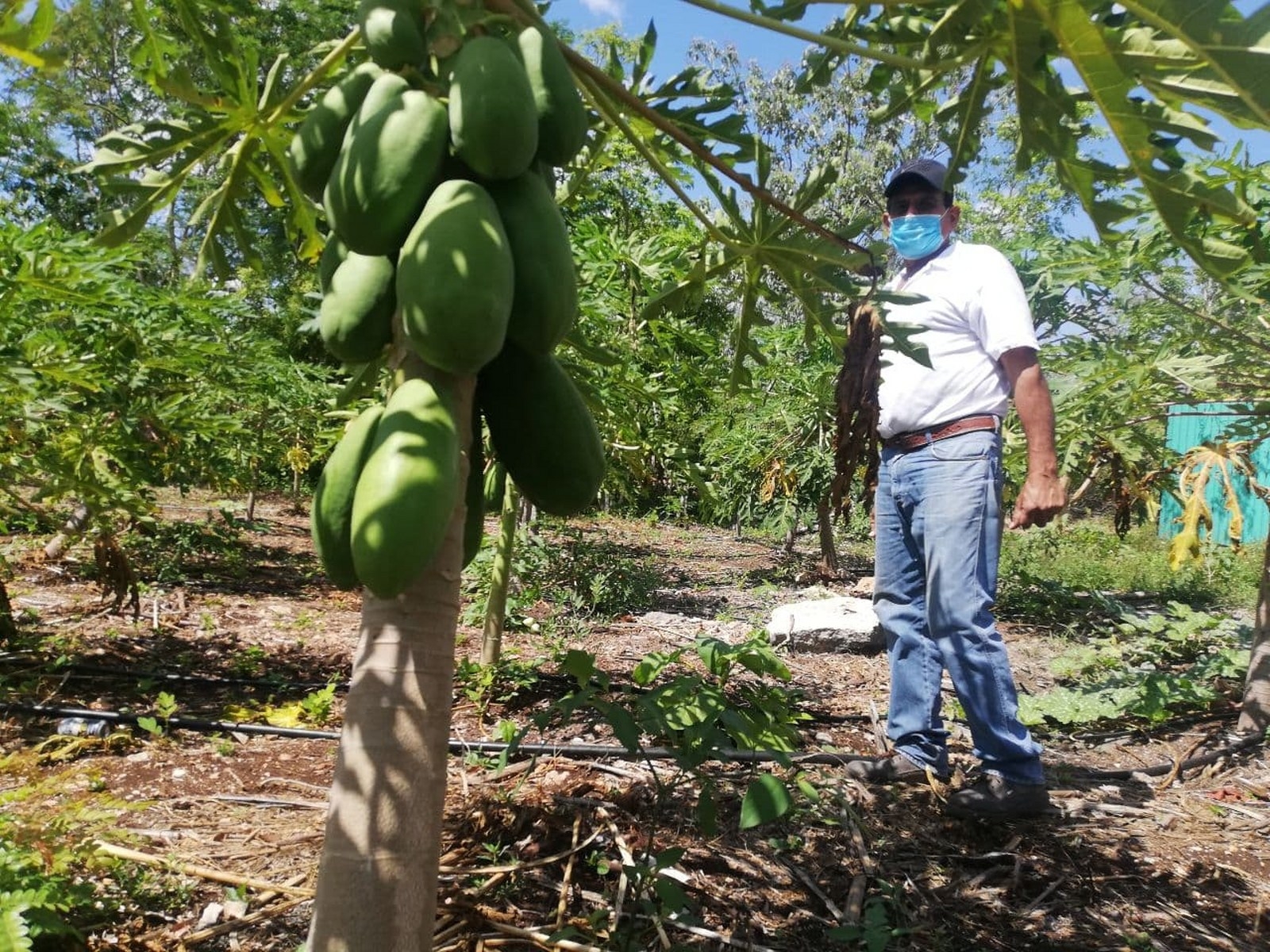 Impulso Orgánico Mexicano está respaldada por la Secretaría de Agricultura y Desarrollo Rural y promueve la exportación de productos