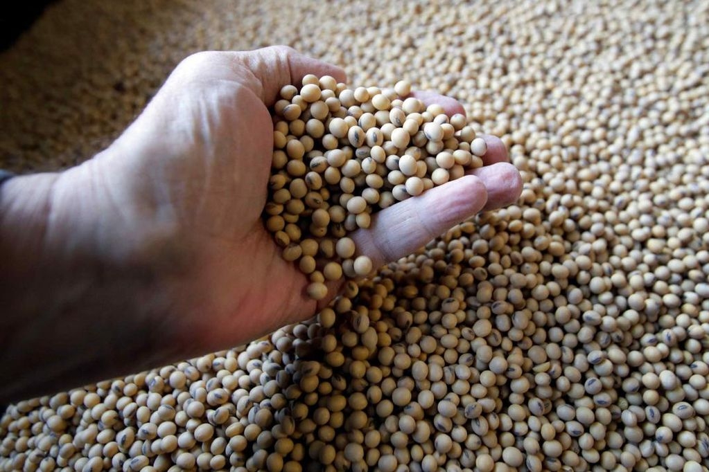 Eficiente el cultivo de soya en Tekax; exportan a Estados Unidos y Asia