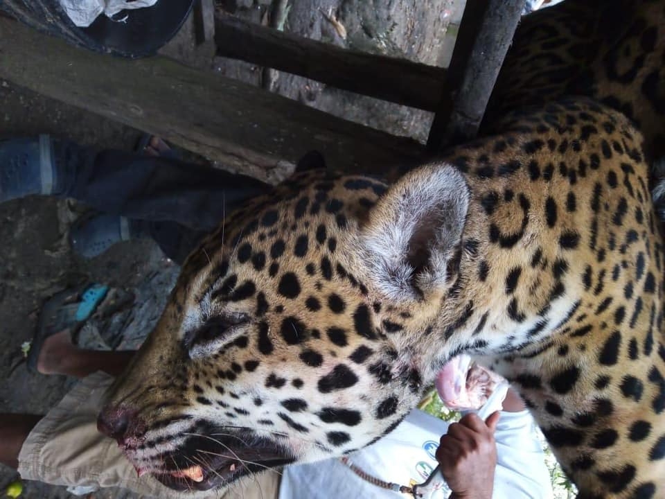 Destazan jaguar en Palizada; usuaria de Facebook denuncia el hecho